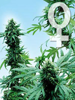 Cannabis féminisé